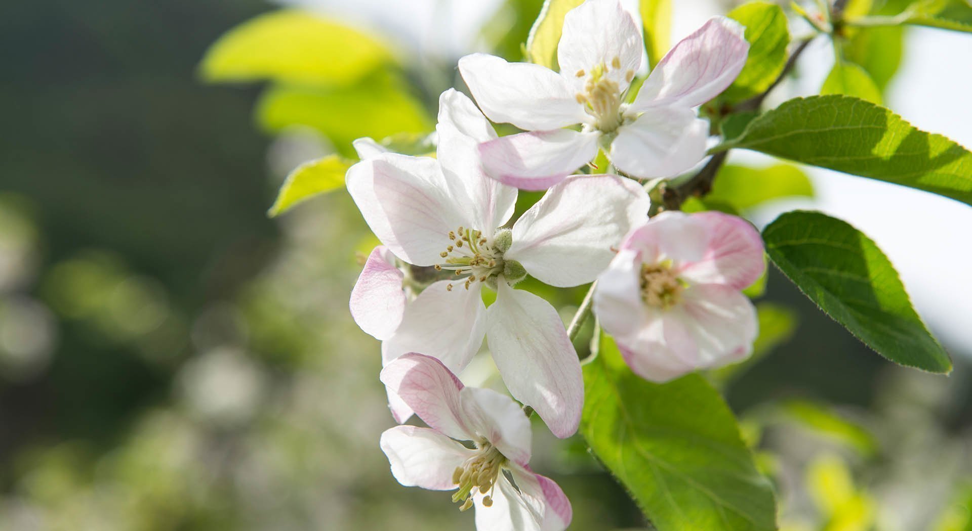 Südtiroler Frühling Blütezeit auf dem Apfel-Hochplateau Natz-Schabs