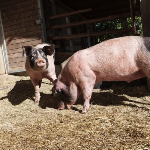 Impressionen vom Waldharthof aus Natz Schabs und Umgebung