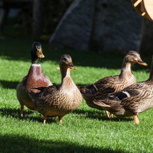 Impressionen vom Waldharthof aus Natz Schabs und Umgebung