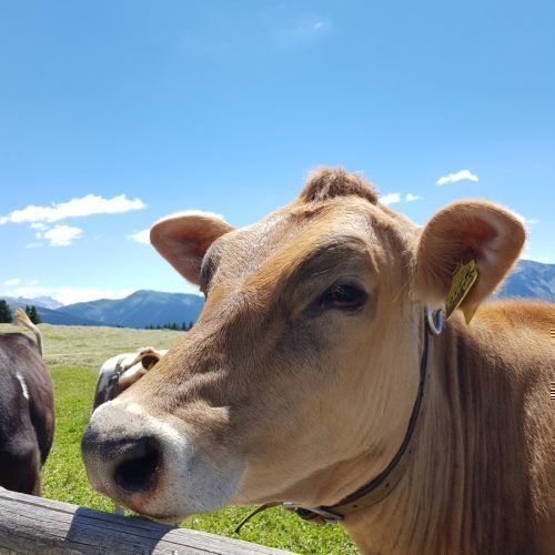 Impressionen vom Waldharthof aus Natz Schabs und Umgebung